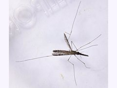 Anopheles bancroftii