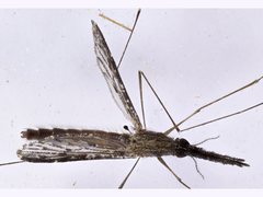 Anopheles bancroftii