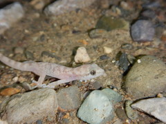 Phyllodactylus bordai
