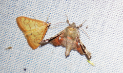 Dysodia granulata