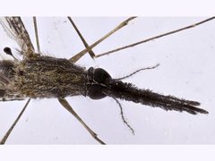 Anopheles bancroftii