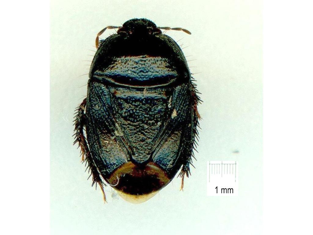 Aethus philippinensis