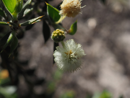 Image of Acacia huegelii by (c) Hugo Innes, some rights reserved (CC BY)