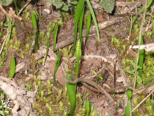 Least adder's-tongue (Ophioglossum lusitanicum)