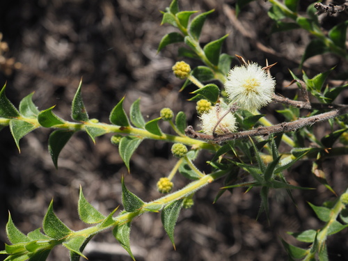 Image of Acacia huegelii by (c) Hugo Innes, some rights reserved (CC BY)