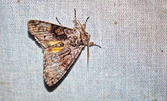 Semixanthia franclemonti