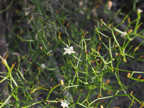 Image of Corynotheca micrantha by (c) Hugo Innes, some rights reserved (CC BY)
