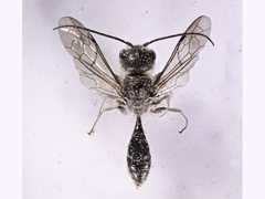 Tachyphron townsvillensis