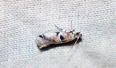 Quasisalebria admixta