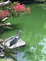 Ardea cinerea