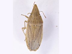 Menestheus cuneatus