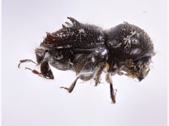 Eccoptopterus spinosus