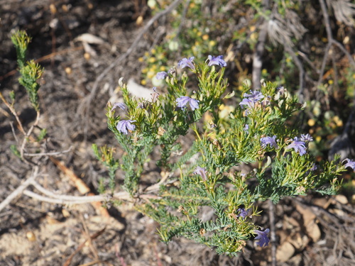 Image of Free-Flowering Leschenaultia (Leschenaultia floribunda) by (c) Hugo Innes, some rights reserved (CC BY)
