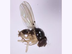 Mycodrosophila aqua