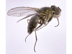 Ephydrella breviseta