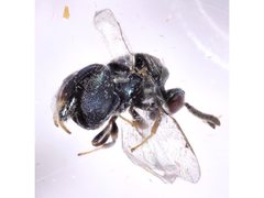 Chrysochalcissa olivacea