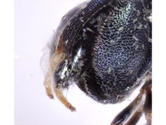 Chrysochalcissa olivacea