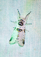 Furcula scolopendrina