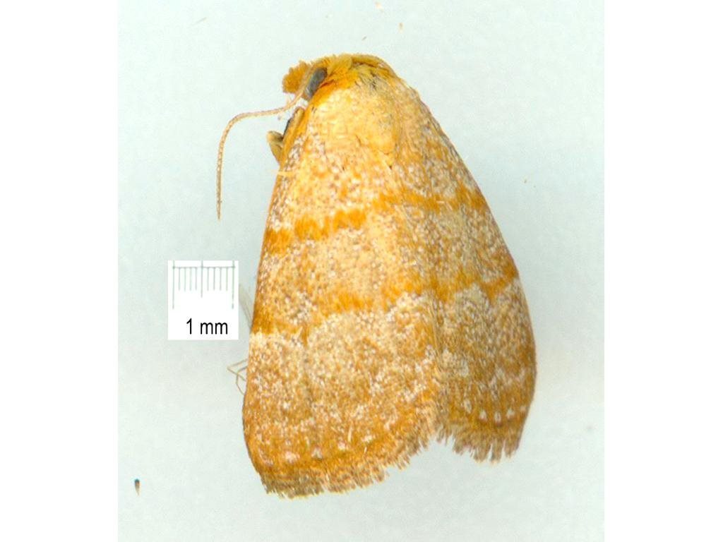 Meranda holochrysa