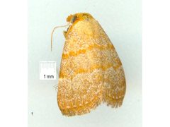 Meranda holochrysa