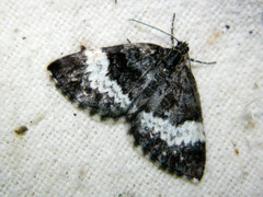Spargania luctuata