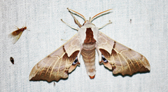 Smerinthus saliceti