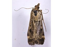 Achyra nigrirenalis