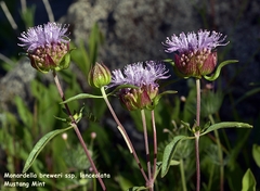 Monardella breweri lanceolata