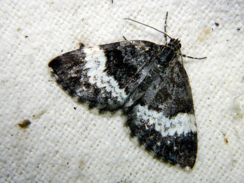 White-banded Carpet