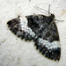 White-banded Carpet Moth - Photo (c) Louis Imbeau, some rights reserved (CC BY), uploaded by Louis Imbeau