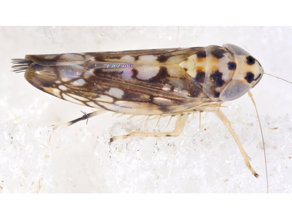 Scaphoideini