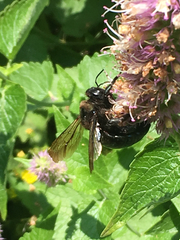 Xylocopa californica californica