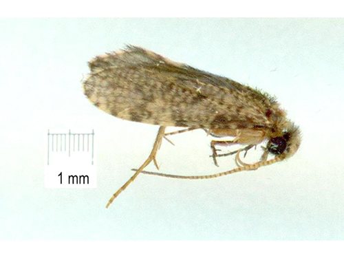 Ecnomus cuspidis