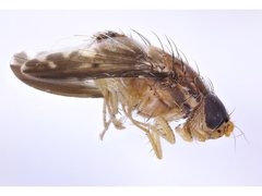 Australinina spatula