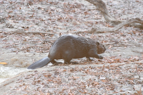 American Beaver photographed in Delaware