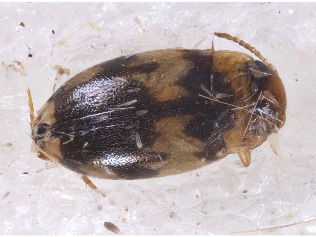 Neobidessodes
