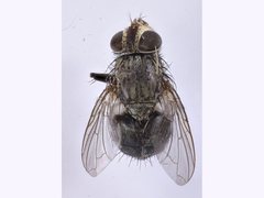 Calliphora dispar