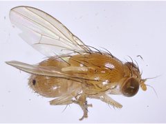 Homoneura indecisa