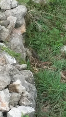 Leiocephalus personatus