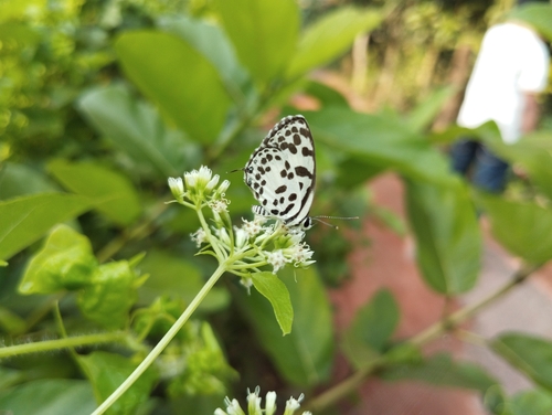 Common Pierrot