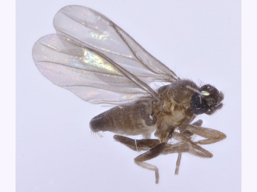 Chonocephalinae