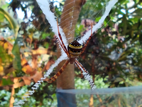 Garden cross spider