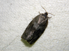 Choristoneura conflictana