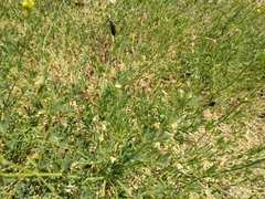 Epicauta erythrocephala