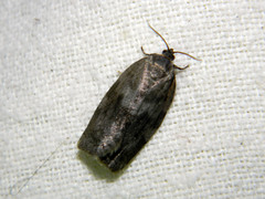 Choristoneura conflictana