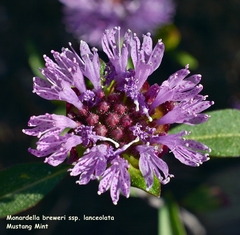 Monardella breweri lanceolata