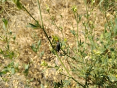 Epicauta erythrocephala