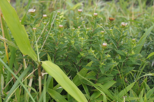 Aster viscidulus iNat (2)