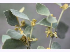 Notothixos subaureus