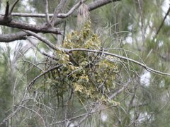 Notothixos subaureus